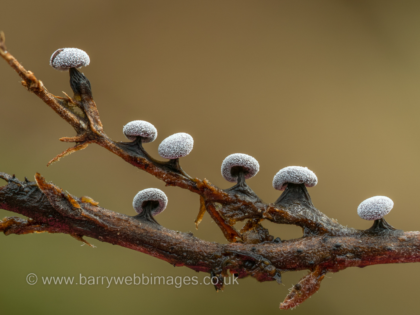 Photo © Barry Webb Didymium clavus by Barry Webb
